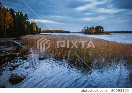 Island in Monrepo Mon Repos park. Pampas grass. Autumn landscape. Vyborg Island in Monrepo Mon Repos park. Pampas grass. Autumn landscape. Vyborg 89093593