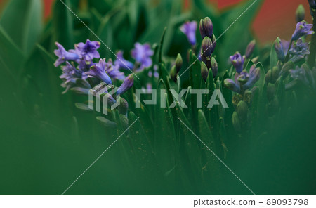 Blooming blue hyacinth in the garden on a summer sunny afternoon, selective focus Blooming blue hyacinth in the garden on a summer sunny afternoon, selective focus 89093798