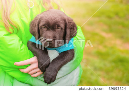 Labrador retriever puppy of black color in the arms of a girl in a green jacket. Soft focus. Labrador retriever puppy of black color in the arms of a girl in a green jacket. Soft focus. 89093824