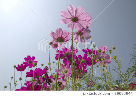 Cosmos flowers on a blue sky background Cosmos flowers on a blue sky background 89093944