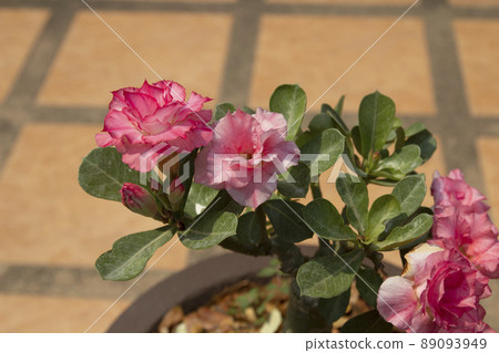 Adenium or desert rose flower Adenium or desert rose flower 89093949