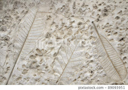 Concrete floors with designs of leaves. Concrete floors with designs of leaves. 89093951