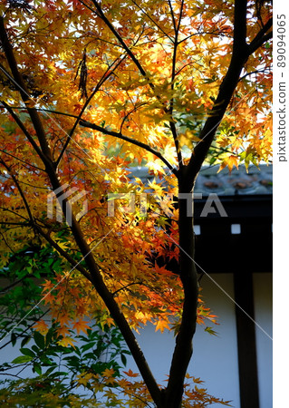 Japan's fiery autumn leaves 89094065