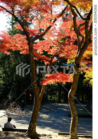 Japan's fiery autumn leaves 89094066
