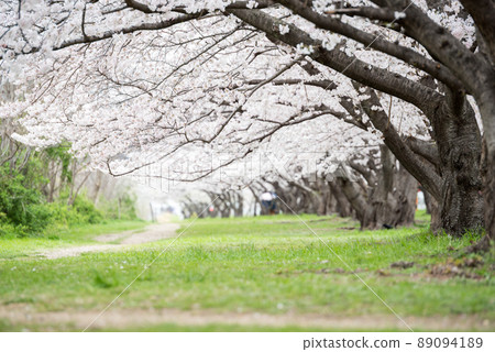 【武古川河床公園】公園內的一排櫻花樹 89094189
