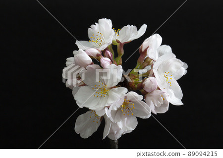 Yoshino cherry tree close-up black background 89094215