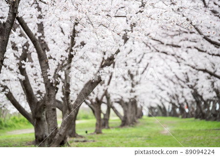 [Mukogawa Riverbed Park] A row of cherry blossom trees in the park 89094224