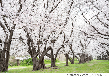 【武古川河床公園】公園內的一排櫻花樹 【武古川河床公園】公園內的一排櫻花樹 89094232
