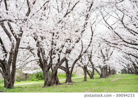 【武古川河床公園】公園內的一排櫻花樹 【武古川河床公園】公園內的一排櫻花樹 89094233