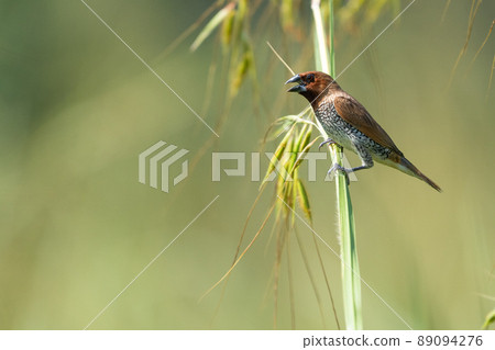 Scaly Breasted Munia sitting on some grass Scaly Breasted Munia sitting on some grass 89094276