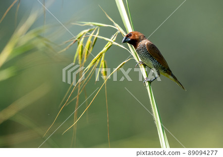 Scaly Breasted Munia sitting on some grass Scaly Breasted Munia sitting on some grass 89094277