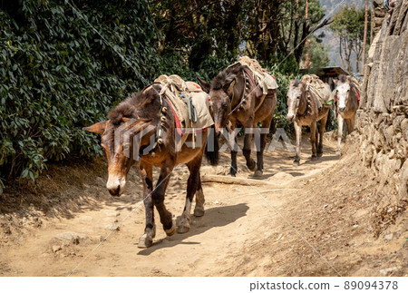 Mule Train on Trail 89094378