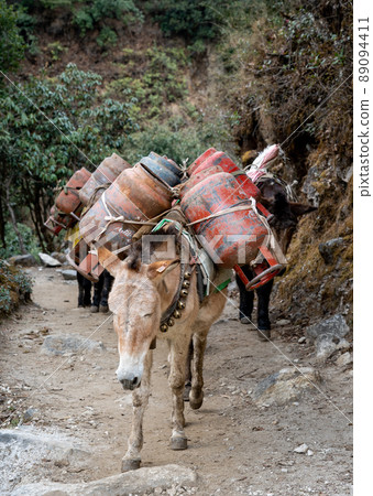 Pack Horses on Trail 89094411