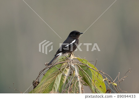 Pied Bushchat Sitting on Bush Pied Bushchat Sitting on Bush 89094433