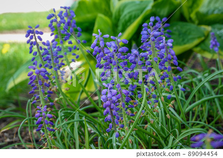 Purple Grape Hyacinths 89094454
