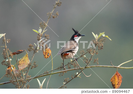 Red Whiskered Bulbul Red Whiskered Bulbul 89094467