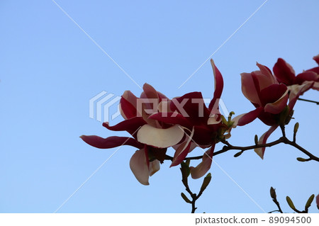 玉蘭花 玉蘭花 89094500