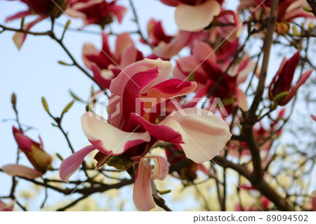 玉蘭花 玉蘭花 89094502