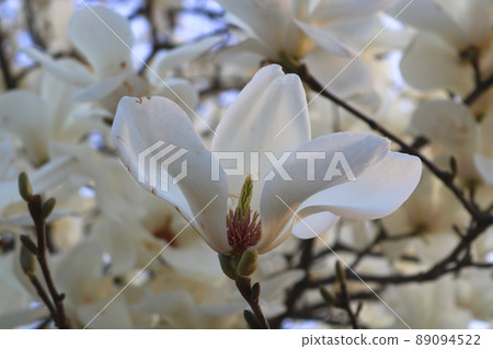 玉蘭花 玉蘭花 89094522