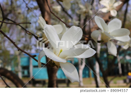 玉蘭花 玉蘭花 89094557
