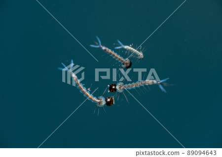 Mosquito Larva Macro Shot 89094643
