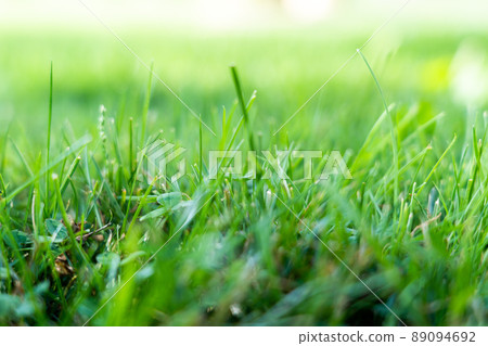 Green Grass Close-up Background 89094692