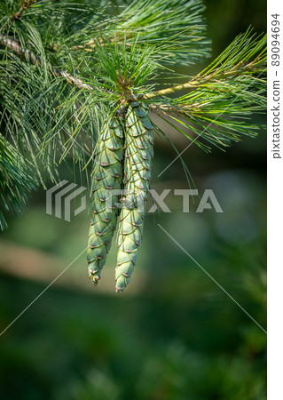 Green Pine Cones on Tree 89094694