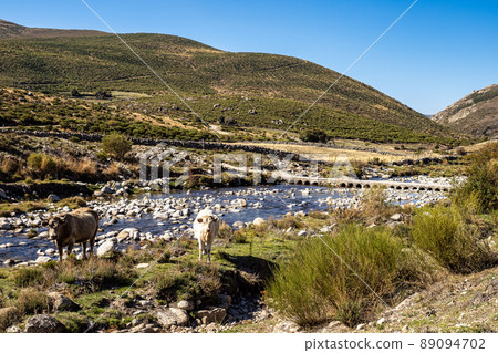 Cows in the Gredos mountains at the platform of gredos to the lake Avila Castile Leon Spain 89094702