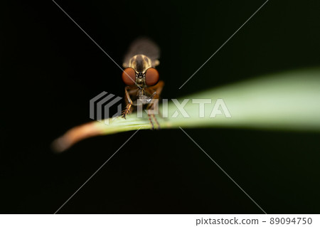 Holcocephala fusca.Or Robber Fly 89094750