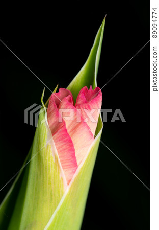 Iris Flower Bud 89094774
