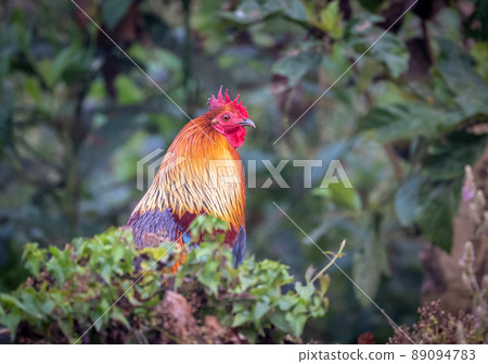 Jungle Fowl in the jungle Jungle Fowl in the jungle 89094783