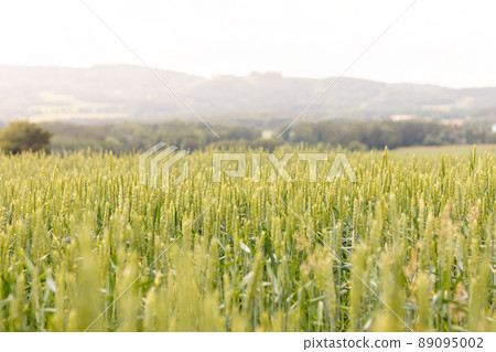grain field - rural landscape, in the foreground ears of ripening wheat field grain field - rural landscape, in the foreground ears of ripening wheat field 89095002