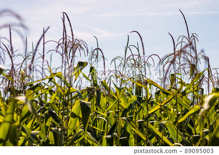 corn field - tall corn plants with green leaves corn field - tall corn plants with green leaves 89095003
