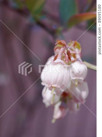 Cute flower figure, blueberry flower, Takahe Cute flower figure, blueberry flower, Takahe 89095180