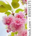 Satozakura up photo 89095375