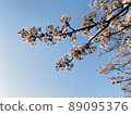  Cherry blossoms and blue sky 89095376