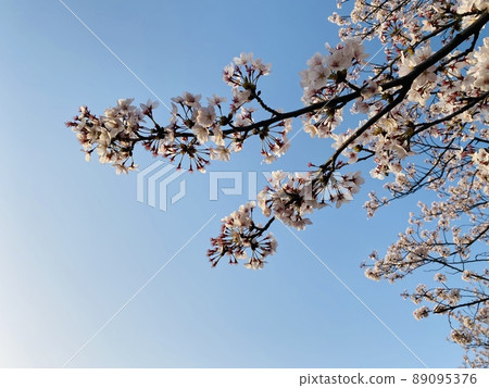 Cherry blossoms and blue sky 89095376
