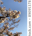 Sakura and blue sky up 89095378