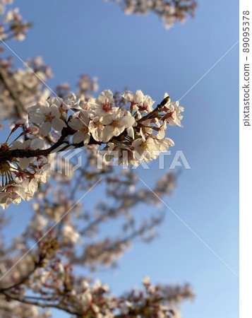 Sakura and blue sky up Sakura and blue sky up 89095378
