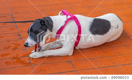 Dog Chew Stick Dog Chew Stick 89096033