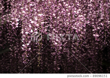 Wisteria of Yamada Hiyoshi Shrine 89096151