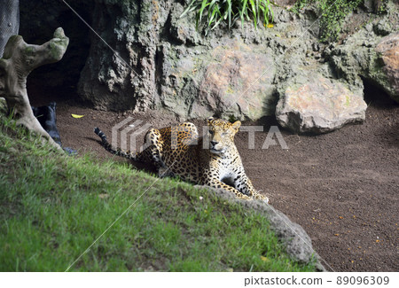 Panther lying down looking at the horizon Panther lying down looking at the horizon 89096309