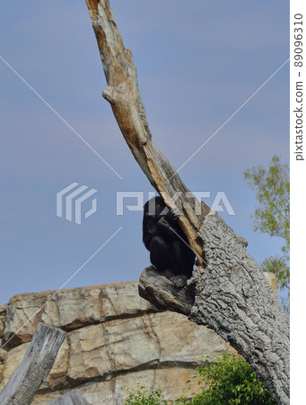 Sad chimpanzee on top of an old log Sad chimpanzee on top of an old log 89096310