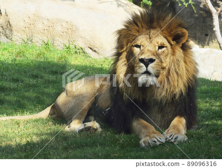 Majestic lion sitting expectantly to the dangers 89096316