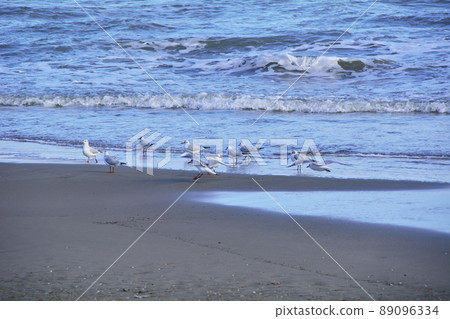Several seagulls on the beach on a summer day Several seagulls on the beach on a summer day 89096334