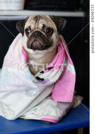 Funny pug dog sits after bathing in a towel on the grooming table Funny pug dog sits after bathing in a towel on the grooming table 89096533