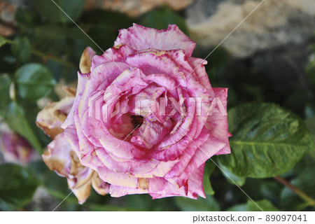 Pink flower on a green background of leaves in spring. 89097041