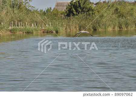 Bird flying through the lake and vegetation 89097062