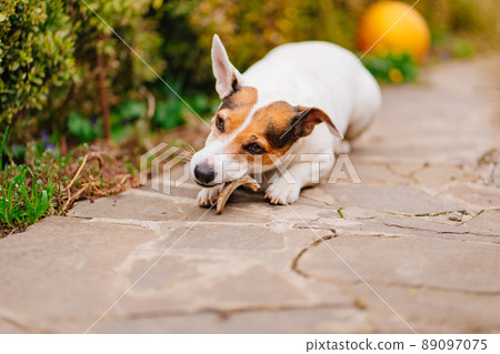 Jack Russell Terrier dog gnaws on the bone on a path. 89097075