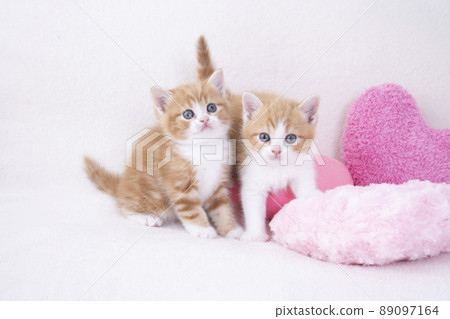 粉紅色的心墊和兩隻蘇格蘭折耳貓 89097164
